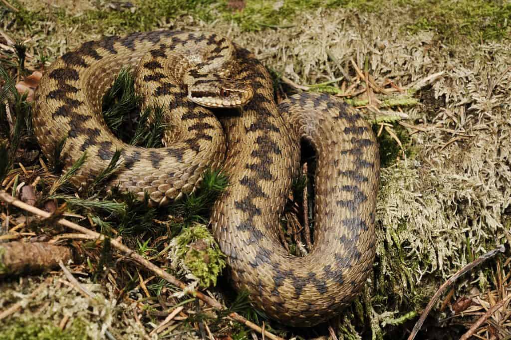 Huggorm Hoggorm Vipera Berus Forst else Av Europas Eneste Giftige 